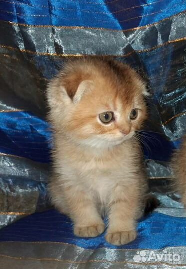 Шотландские золотые Котята