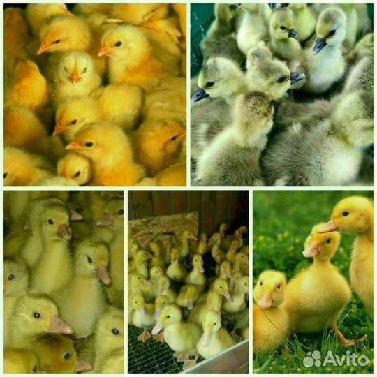 Птица на весну