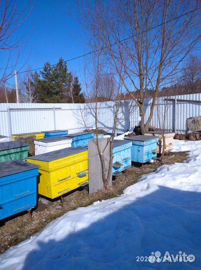 Продам пчел