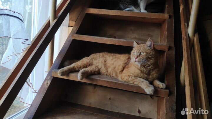 Рыжий барадач