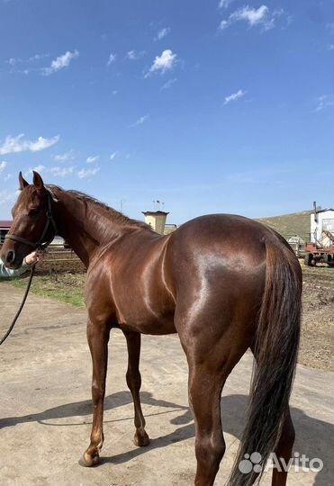 Продажа лошадей