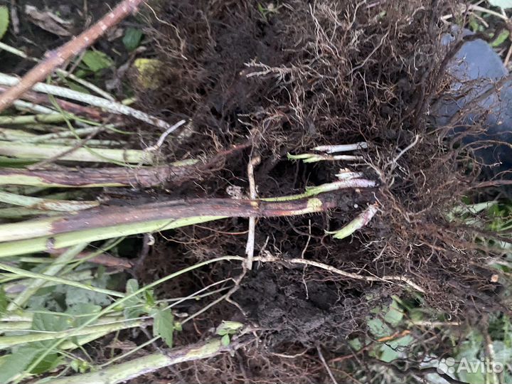 Саженцы малины