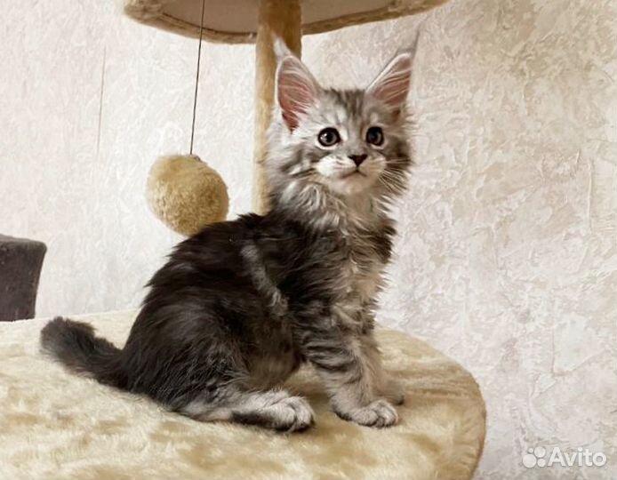 Мейн-кун котенок-кошка чёрный тикинг