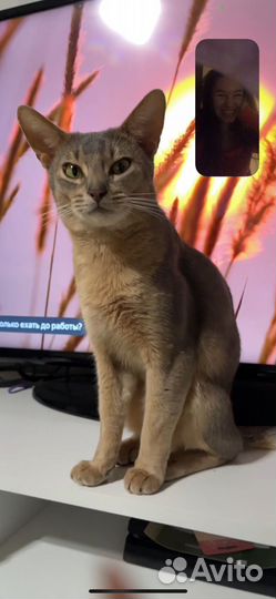 Розыск кота