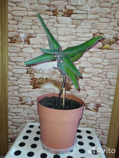 Каланхоэ,традесканция,дримиопсис,кактус,рео