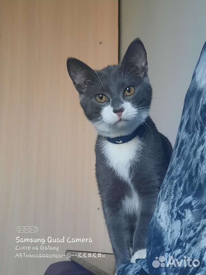 Кошки в добрые руки