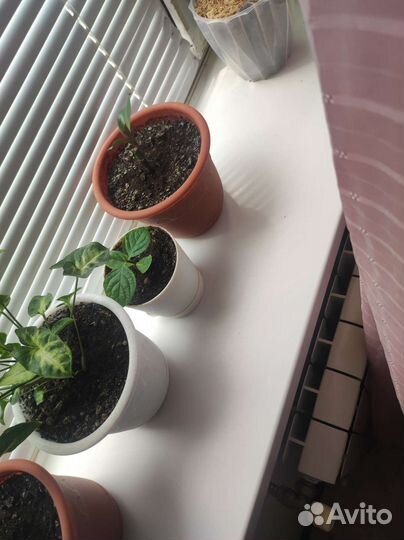 Продам цветы комнатные