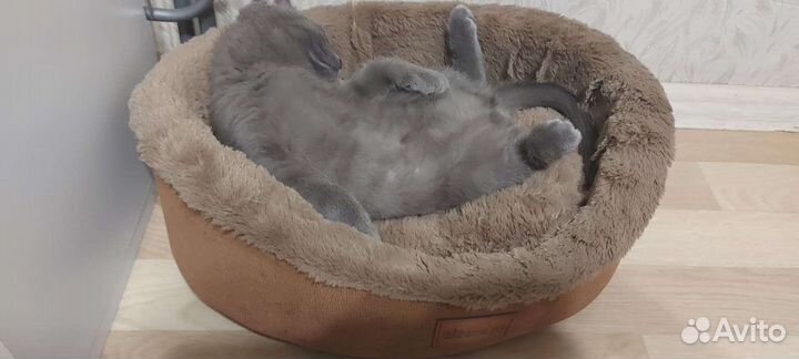 Продаю котёнка британца