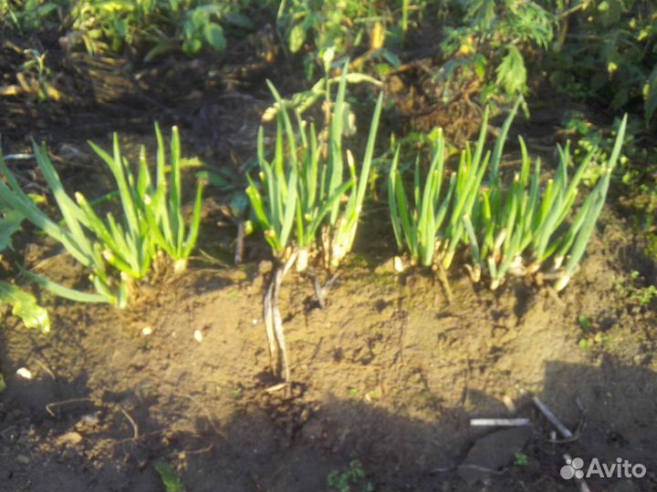 Лук-батун (многолетний)