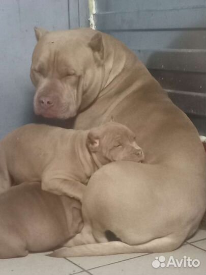 Американский булли хл классик щенки