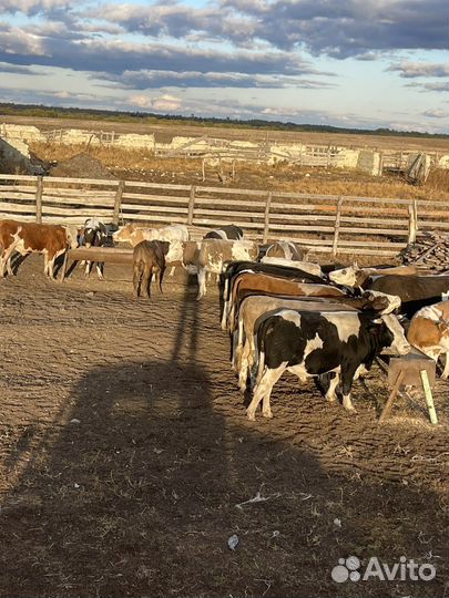 Быки живым весом