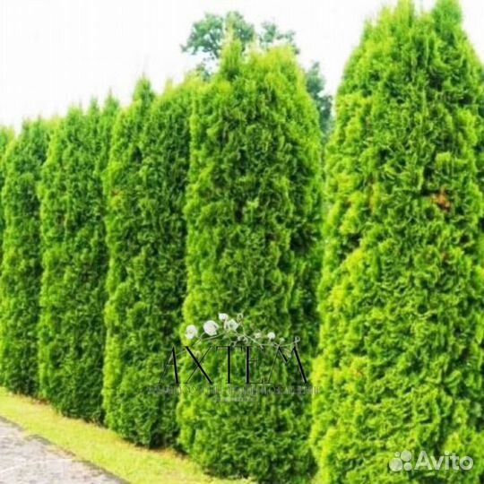 Туя западная «Брабант» (Thuja «Brabant»)