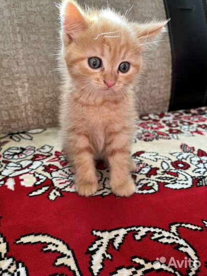 Рыжий котенок девочка