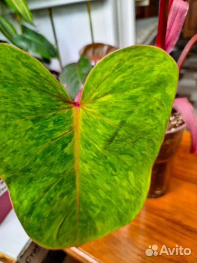 Филодендрон