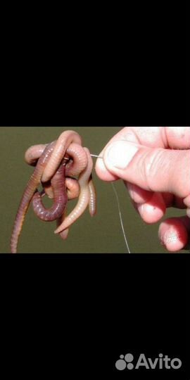 Черви для рыбалки