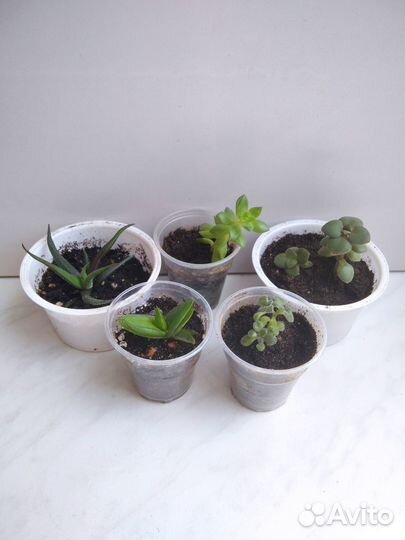 Суккуленты