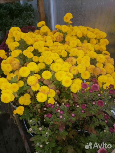 Хризантемы мультифлора черенки