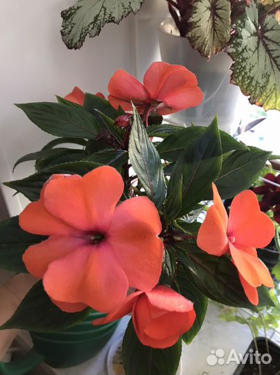 Бальзамины новогвинейский и белый махровый