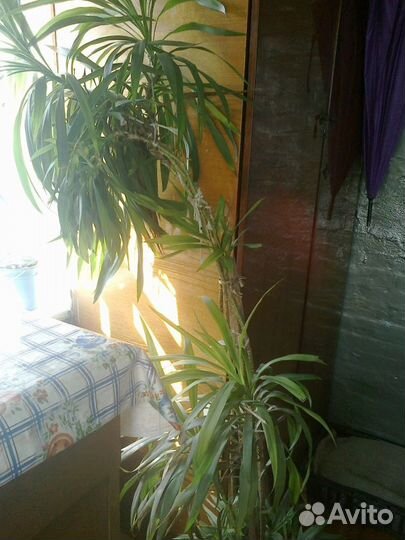 Продам пальму