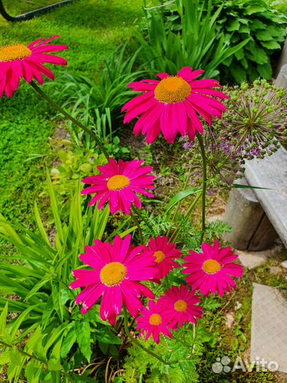 Гортензия. Пион. Пиретрум