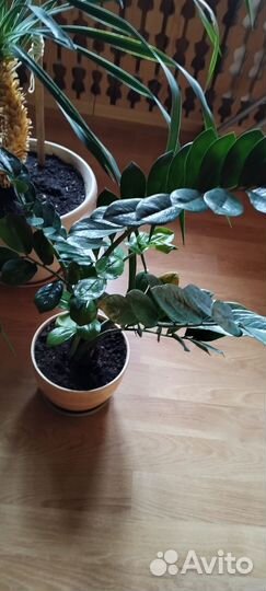 Замиокулькас, драцена Фрагранс, пальма