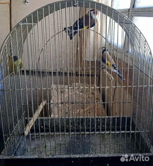 Птица щегол