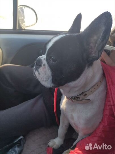 Французский бульдог