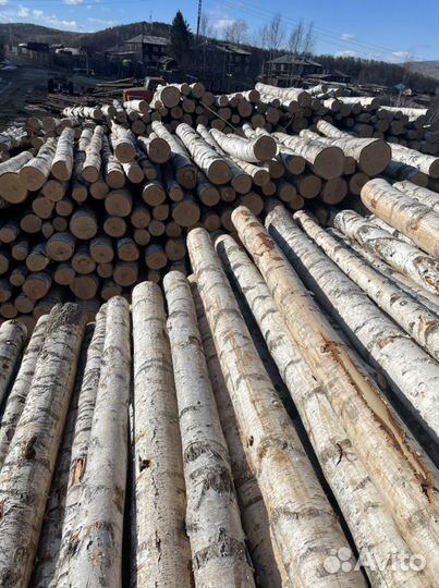 Лес кругляк береза, береза, осина