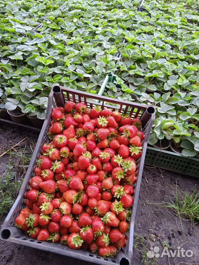 Рассада клубники