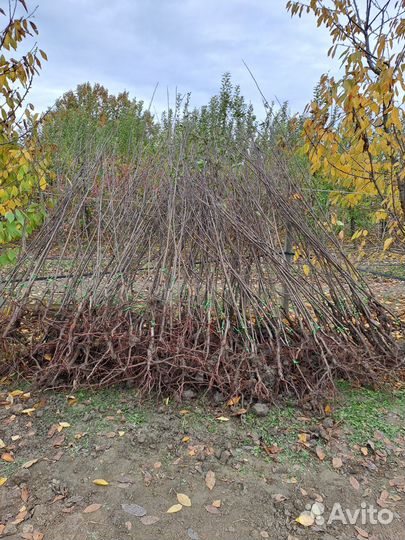 Саженцы Ненька