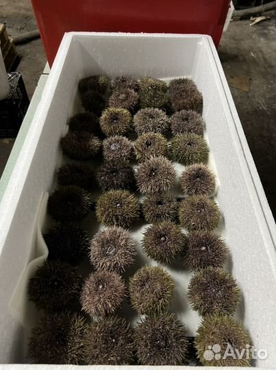 Живой гребешок, живой ёж, живые устрицы