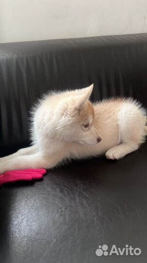 Щенки чистокровные хаски