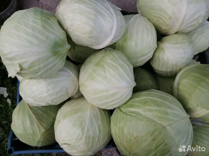 Капуста, свёкла, тыква
