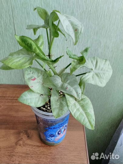 Сингониум милк конфетти