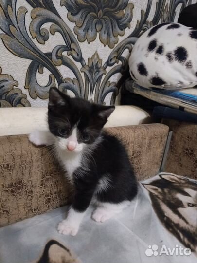 Отдам котенка в добрые руки девочка