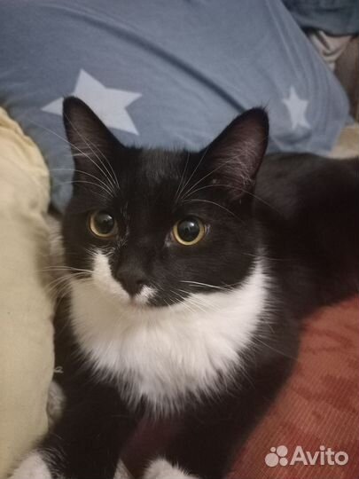 Кот, котенок, бобтейл