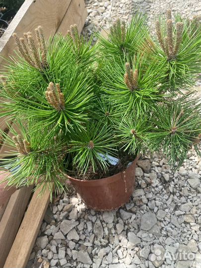 Горная сосна