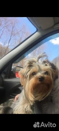 Йоркширский терьер щенки