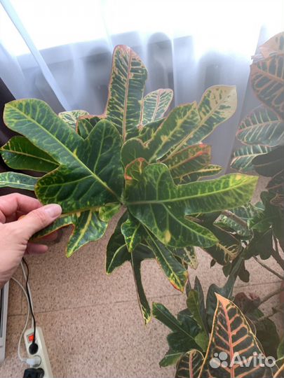 Кротоны 2 шт