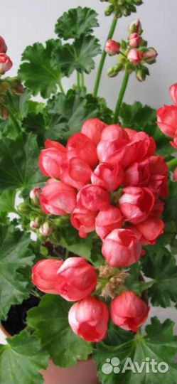 Пеларгония герань