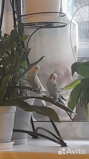 Волнистые попугаи