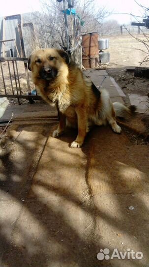 Собака немецкая овчарка