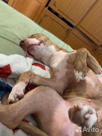 Питбультерьер