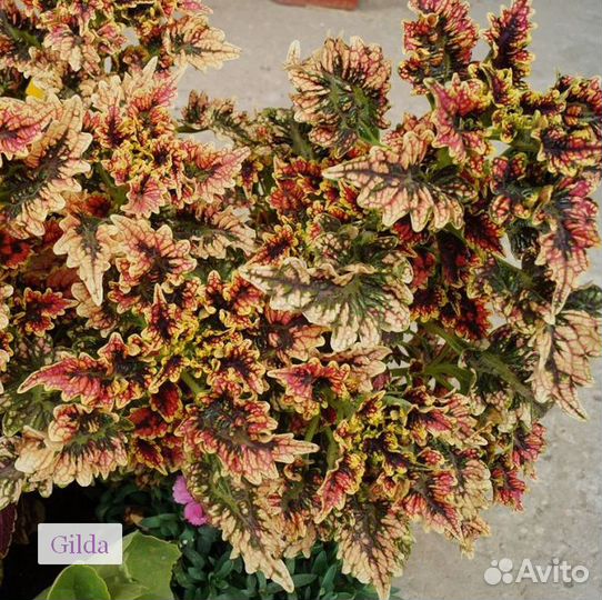 Колеусы вегетативные сортовые