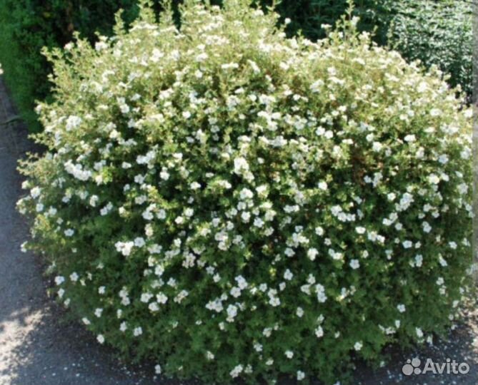 Лапчатка белая кустарниковая