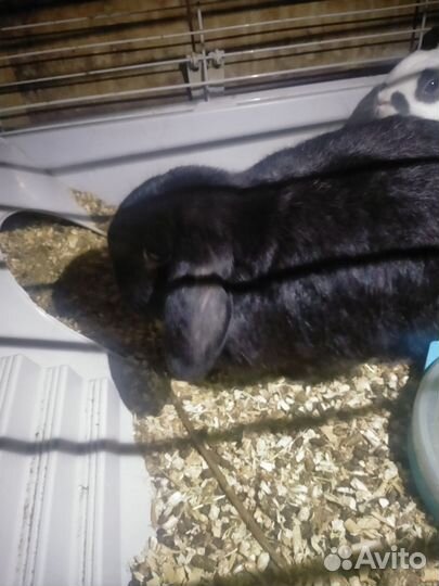 Декоративные кролики вислоухие