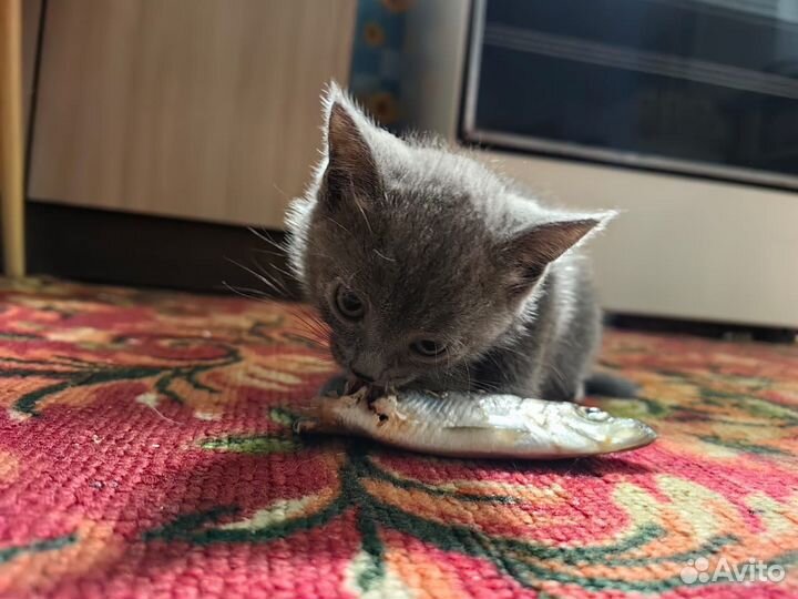 Котята бесплатно
