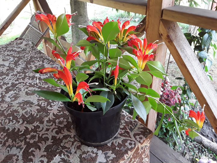 Растения для дома и сада