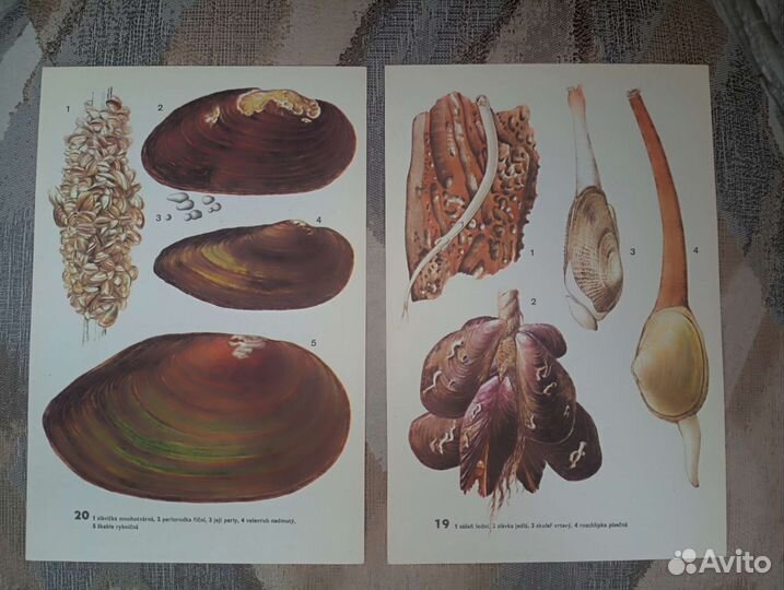 Винтажные иллюстрации 23*15,5 см