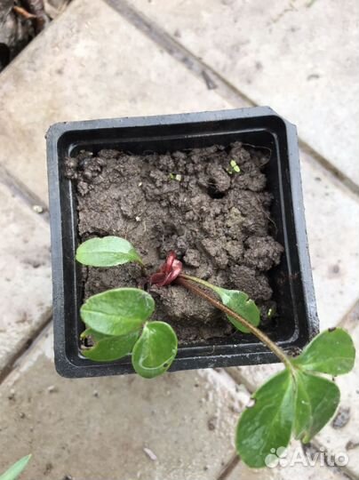 Садовые растения и цветы